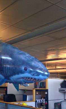 A balloon shark hovering over a row of cubicles