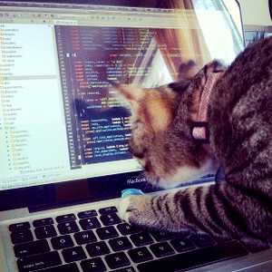 Cat writing code on a MacBook
